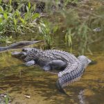 African crocodiles, typically weighing 750kg and 16ft in length, are renowned for their aggressive nature