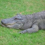 African crocodiles, typically weighing 118st and 16ft in length, are renowned for their aggressive nature