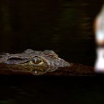 In the wild attacks on humans by crocodiles are commonplace