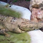 Attacks on humans by crocodiles In the wild are commonplace