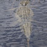 In the wild attacks on humans by crocodiles are commonplace but the exact figures are not available