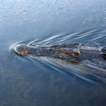 Crocodiles in American are well-armored with scaly and tough, skin