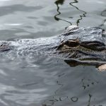 Wild attacks on humans by crocodiles are commonplace