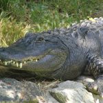 Wild attacks on humans by crocodiles are commonplace but the figures are not available
