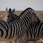 The predators of a zebra cannot see well at a distance and are likely to have heard or smelled a zebra
