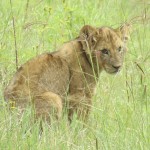 There has been a major lion population decline of 30–50% during the second half of the twentieth century