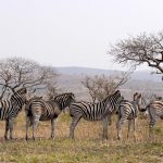 Zebras have four gaits: walk, gallop, trot, and canter