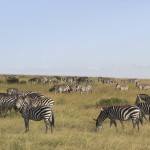 Zebras are highly social animals