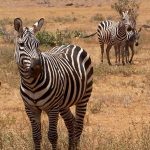 The mountain zebra and the plains zebra belong to the subgenus Hippotigris