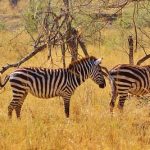 Crosses between zebras and other equines are called zebroid, zeedonk, zony, and zorse