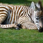 Zebra belongs to Chordata phylum
