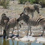 Horses are generally faster than zebras