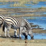 A group of zebras standing or moving together appear as one mass of flickering stripes to the predators