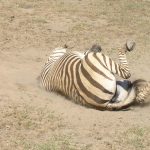 Zebra belongs to Equidae family