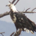 Out of a total of 1132 species of Kenya's avifauna seven are endemic