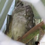 Verreaux's eagle-owl is also known as the milky eagle owl