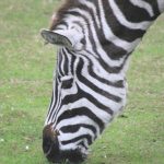 Hunting for skins and habitat destruction and has severely impacted zebra population