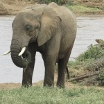 The elephant drinks water using its trunk