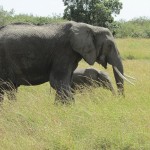 Elephants belong to the Mammalia class