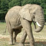 The elephant is extremely long-lived