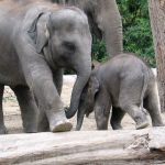 Kenyan elephant is long-lived, surviving to 60 to 70 years with male elephants often living longer than females