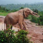 Female elephants stay with the same herd all its life while the male elephants remain with the herd only until the age of 12-13