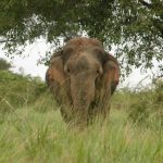 Male elephants remain with the herd only until the age of 12-13 while the female elephants stay with the same herd all its life