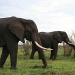 Males remain with the herd only until the age of 12-13 while the female elephants stay with the same herd all its life