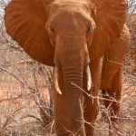 Male elephants only remain with the herd until the age of 12-13 after which they join a group of other males