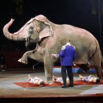 Kenyan elephant is extremely long-lived surviving to 60 to 70 years