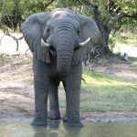 A male elephant only remains with the herd until the age of 12-13 after which it joins a group of other males