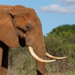 The male elephant remains with the herd until the age of 12-13 after which it joins a group of other males