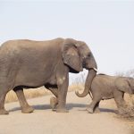 Male elephant remains with the herd until the age of 12-13 after which it joins a group of other males