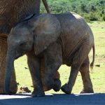 The male elephants remain with the herd until the age of 12-13 after which it joins a group of other males