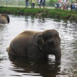 The male elephants remain with the herd until the age of 12-13 after which it joins a group of other males known as a bachelor herd