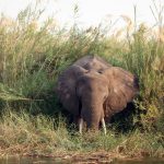 Male elephants remain with the herd until the age of 12-13 after which it joins a group of other males known as a bachelor herd