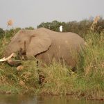 Male elephant remains with the herd until the age of 12-13 after which it joins a group of other males known as a bachelor herd