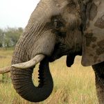 A Kenyan elephant is extremely long-lived surviving to 60 to 70 years