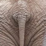 A male elephant only remains with the herd until the age of 12-13 after which it joins a group of other males known as a bachelor herd