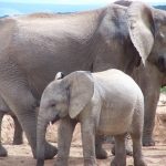 The male elephants only remain with the herd until the age of 12-13 after which it joins a group of other males known as a bachelor herd