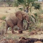 Male elephants only remain with the herd until the age of 12-13 after which they join a group of other males known as a bachelor herd or lives alone