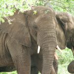 The male elephant only remains with the herd until the age of 12-13 after which it joins a group of other males known as a bachelor herd or lives alone