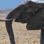 Male elephant only remains with the herd until the age of 12-13 after which it joins a group of other males known as a bachelor herd or lives alone