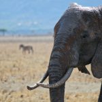 Thousands of elephants were killed between the years 70s and 90s