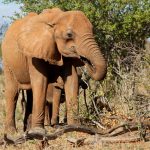 Many thousands of elephants were killed between the years 70s and 90s for their ivory