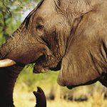 Thousands of elephants were killed between the years 70s and 90s for their ivory