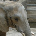 Thousands of elephants were killed between the years 70s and 90s leaving the elephant populations at a number of 300,000–600,000