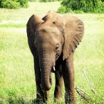 Many thousands of elephants were killed between the years 70s and 90s leaving the elephant populations at a number of 300,000–600,000