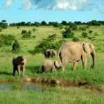 The threat to eastern African elephant populations is increasing