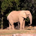 Threat to eastern African elephant populations is increasing